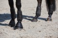 ESKADRON REFLEXX MESH TENDON BOOTS
