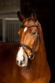 LE MIEUX ARIKA FLASH BRIDLE