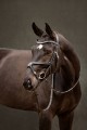LE MIEUX ARIKA GRACKLE BRIDLE