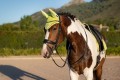 SALE-LE MIEUX CLASSIC FLY HOOD