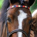 PIONEROS POLO BROWBAND 604