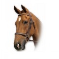 SABRE EMBOSSED HUNT CAVESSON BRIDLE 3/4