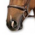 SABRE HUNT CAVESSON NOSEBAND