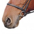 SALE-SABRE PREMIER CAVESSON NOSEBAND