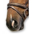 SABRE HUNT FLASH NOSEBAND