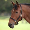 ARMA PORTO HEADCOLLAR