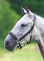 SHIRES VELOCITI GARA LEATHER TRAVEL HEADCOLLAR
