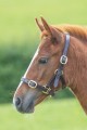SHIRES BLENHEIM LEATHER ADJUSTABLE FOAL HEADCOLLAR
