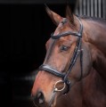 SHIRES LUSSO ELITE PADDED CAVERSON BRIDLE