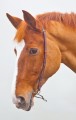 SHIRES CHIFNEY STRAP