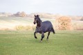 SHIRES TEMPEST PLUS 300GRM STANDARD NECK TURNOUT